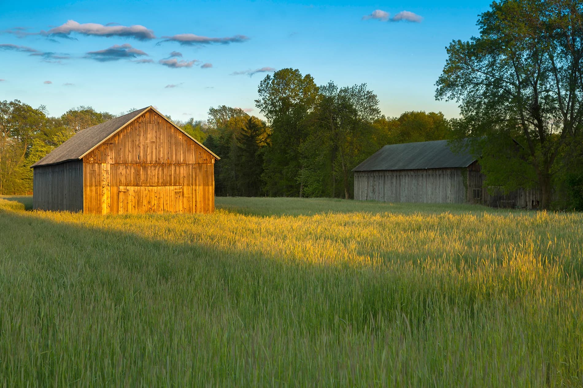 Connecticut cornfield at first light